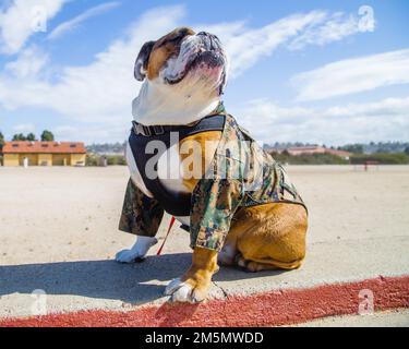 USA Manny, das Maskottchen des Marine Corps Recruit Depot (MCRD) San Diego, beaufsichtigt das Trainingsgelände auf dem MCRD, März. 28, 2022. Manny besuchte das Depot, um das vielfältige Team von Mitarbeitern vor Ort zu begrüßen, das sicherstellt, dass die Schulung der Rekruten sicher und effektiv durchgeführt wird. Manny ist benannt nach Sergeant Johnny R. Manuelito, einem der „ursprünglichen 29“ Navajo Code Talker. Stockfoto