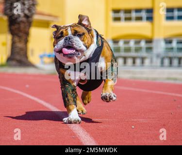 USA Manny, das Maskottchen des Marine Corps Recruit Depot (MCRD) San Diego, läuft auf der Rennstrecke im MCRD San Diego, März. 28, 2022. Jeder Marine muss seine körperliche Fitness unabhängig von Alter, Dienstgrad oder militärischem Berufsfachgebiet aufrechterhalten. Manny ist benannt nach Sergeant Johnny R. Manuelito, einem der „ursprünglichen 29“ Navajo Code Talker. Stockfoto