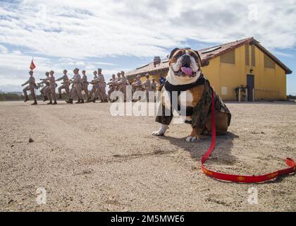 USA Manny, das Maskottchen des Marine Corps Recruit Depot (MCRD) San Diego, beaufsichtigt das Trainingsgelände auf dem MCRD, März. 28, 2022. Manny besuchte das Depot, um das vielfältige Team von Mitarbeitern vor Ort zu begrüßen, das sicherstellt, dass die Schulung der Rekruten sicher und effektiv durchgeführt wird. Manny ist benannt nach Sergeant Johnny R. Manuelito, einem der „ursprünglichen 29“ Navajo Code Talker. Stockfoto