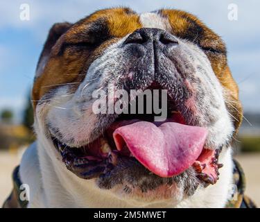 USA Manny, das Maskottchen des Marine Corps Recruit Depot (MCRD) San Diego, beaufsichtigt das Trainingsgelände auf dem MCRD, März. 28, 2022. Manny besuchte das Depot, um das vielfältige Team von Mitarbeitern vor Ort zu begrüßen, das sicherstellt, dass die Schulung der Rekruten sicher und effektiv durchgeführt wird. Manny ist benannt nach Sergeant Johnny R. Manuelito, einem der „ursprünglichen 29“ Navajo Code Talker. Stockfoto