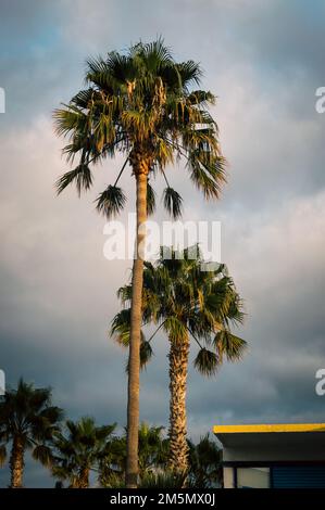 Palmen im Morgenlicht vor einem bewölkten Himmel Stockfoto