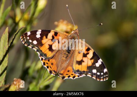 Schmetterling, Thistle Vanessa [Cynthia cardui] die Distel vanessa ist ein sehr erfahrener Flieger, der das offene und sonnige Land von der Ebene bis 1800 besucht Stockfoto