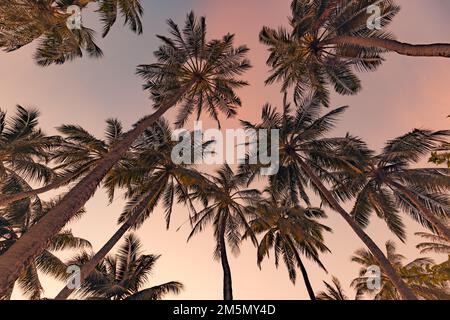 Hintergrundkonzept für tropische Waldbäume. Kokospalmen und friedlicher blauer Himmel. Exotische Sommerlandschaft, grüne Blätter, natürliche Landschaft Stockfoto