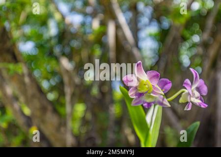 Wunderschöne Orchideenblüten in tropischer Gartenlandschaft. Exotische, blumige Natur mit verschwommenem Bokeh. Sonnige Insel Natur, Orchideenblumen Stockfoto