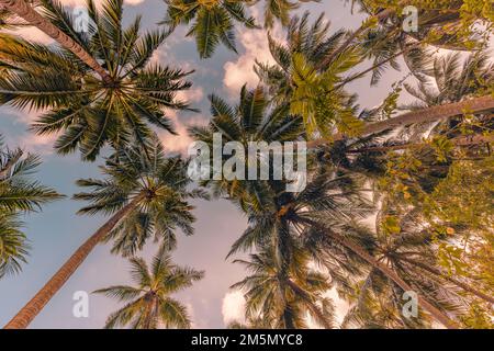 Hintergrundkonzept für tropische Waldbäume. Kokospalmen und friedlicher blauer Himmel. Exotische Sommerlandschaft, grüne Blätter, natürliche Landschaft Stockfoto