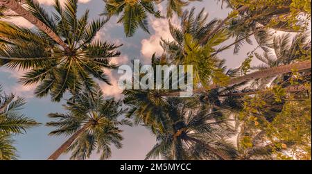 Hintergrundkonzept für tropische Waldbäume. Kokospalmen und friedlicher blauer Himmel. Exotische Sommerlandschaft, grüne Blätter, natürliche Landschaft Stockfoto