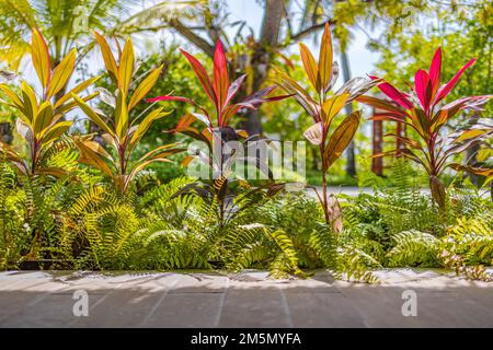 Üppiger tropischer Garten mit bunten Blumen und Pflanzen. Abstrakte Farben eines fantastischen tropischen Gartens mit erstaunlichen Pflanzen und Blumen verschwommen Stockfoto