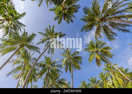 Hintergrundkonzept für tropische Waldbäume. Kokospalmen und friedlicher blauer Himmel. Exotische Sommerlandschaft, grüne Blätter, natürliche Landschaft Stockfoto