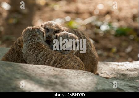 Erdmännchen (Suricata suricatta) im Zoo von Nashville, Tennessee. Stockfoto