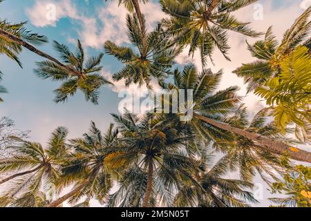 Entspannender Sonnenuntergang am Strand. Palmen mit Himmel als exotische tropische Naturmuster. Natürliche Konsistenz der Palmenblätter am ruhigen Himmel des Sonnenuntergangs Stockfoto