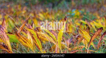 Herbstlaube, Maiglöckchen des Tals, convallaria majalis-Pflanze. Naturhintergrund Stockfoto