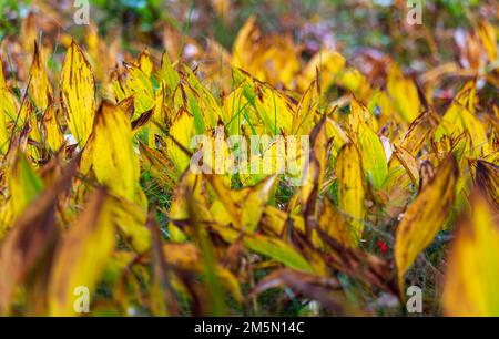 Herbstlaube, Maiglöckchen des Tals, convallaria majalis-Pflanze. Naturhintergrund Stockfoto