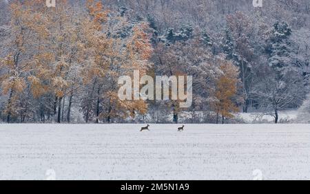 Zwei Hirsche laufen auf einer Wiese mit Herbstbäumen und Schnee. Tschechische Landschaft, Wildtiere Stockfoto