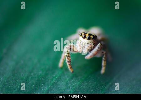 Porträt einer winzigen Springspinne, die auf dem Blatt steht. Makrofoto Stockfoto