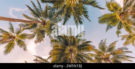 Kopie tropischer Palmen mit Sonnenlicht am Himmelshintergrund. Tropischer Inselstrand, Tiefpunkt, inspirierend motivierend, glücklich Stockfoto
