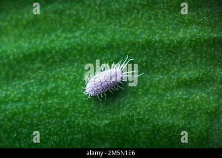 Mealybug, planococcus citrus, gefährlicher Schädling auf Orchideenblatt. Makrofoto eines tropisch schädigenden Insekts Stockfoto