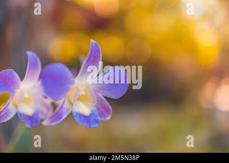Nahaufnahme mit wunderschönem blumigen natürlichen Hintergrund, künstlerisches Naturmakro. Frühlingssommer-Hintergrund, verschwommenes Bokeh-Laub, farbenfroher Blick auf die Natur. Exotiker Stockfoto