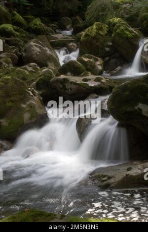Eine lange Aufnahme des kaskadierenden Wasserfalls, der die moosbedeckten Felsen im Wald herunterkommt Stockfoto