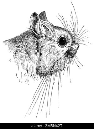 Großägyptisches Jerboa, Jaculus orientalis, (Evolution History Book, 1893), ägyptische Springmaus, Grande gerboise d'égypte Stockfoto