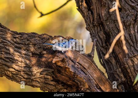 Eine Nahaufnahme eines Blue jay, Cyanocitta cristata Passerine Vogel auf einem Baumstamm, der von der Seite gefangen wurde Stockfoto