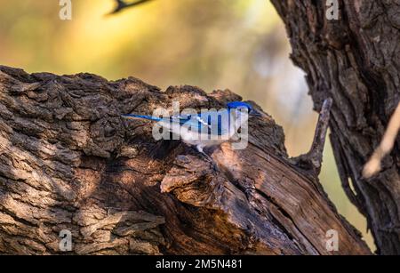 Eine Nahaufnahme eines Blue jay, Cyanocitta cristata Passerine Vogel auf einem Baumstamm, der von der Seite gefangen wurde Stockfoto