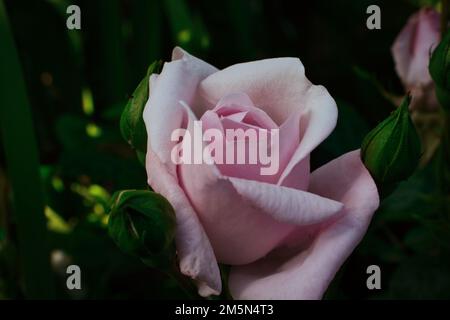 Eine Makroaufnahme einer blühenden Rosa „Mainzer Fastnacht“ im Garten, umgeben von grünen Blättern Stockfoto