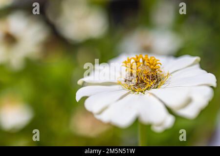 Wunderschöner Naturhintergrund. Makroblick auf die herrliche Anemonblume. Gelbe weiße Blütenblätter, romantische Liebes-Blümchen-Nahaufnahme. Idyllische Natur Stockfoto