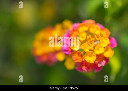Schöne Makroblumen im tropischen Garten mit verschwommenem grünem Laubhintergrund. Sonnige Nahaufnahme blühende florale Natur, exotische bunte Sommerblumen Stockfoto