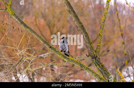 Die Kapuzenkrähe Corvus cornix, auch als Kapuzenkrähe oder Kapuzenkrähe bezeichnet, ist eine eurasische Vogelart in der Gattung Corvus. Die graue Krähe sitzt auf einem trockenen Tiger Stockfoto