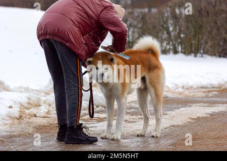 Japanischer Akita-Hund im Winterhintergrund. Der rote Hund wird von einer Frau geputzt Stockfoto