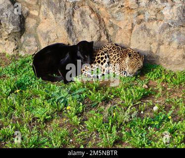 Melanistischer jaguar oder schwarzer Panther und jaguar Panthera onca schliefen vor einer Felswand Cabarceno Natural Park Penagos Cantabria Spanien Stockfoto