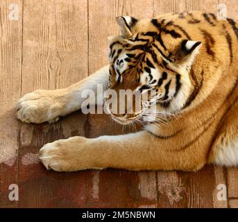 Nahaufnahme eines Tigers, der in der Sonne liegt Panthera tigris Cabarceno Naturpark Penagos Cantabria Spanien Stockfoto