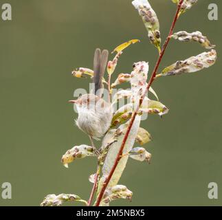 Der Superb Feenwren (Malurus cyaneus) findet sich in offenen Eukalyptuswäldern im Südosten Australiens. Weiblicher Vogel auf einem Strauch Stockfoto