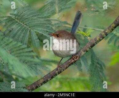 Der Superb Feenwren (Malurus cyaneus) findet sich in offenen Eukalyptuswäldern im Südosten Australiens. Weiblicher Vogel auf einem Strauch Stockfoto