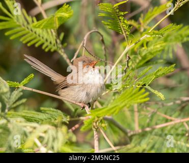 Der Superb Feenwren (Malurus cyaneus) findet sich in offenen Eukalyptuswäldern im Südosten Australiens. Ein weiblicher Vogel unter den Sträuchern ruft. Stockfoto