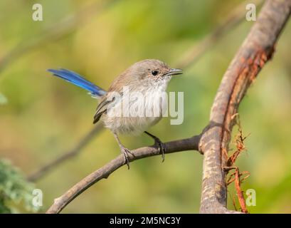 Der Superb Feenwren (Malurus cyaneus) findet sich in offenen Eukalyptuswäldern im Südosten Australiens. Dieser Vogel sitzt auf einem Ast. Stockfoto