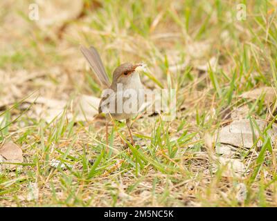 Der Superb Feenwren (Malurus cyaneus) findet sich in offenen Eukalyptuswäldern im Südosten Australiens. Weibliche Vögel sammeln Nistmaterial. Stockfoto