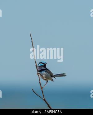 Männlicher, hervorragender Feenreißer in panischen Farben, hoch oben auf einem kleinen Zweig mit einem isolierten blauen Himmel und Platz für Text. Stockfoto