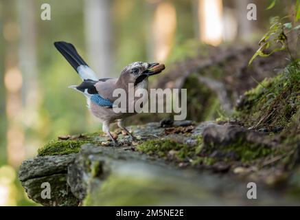 Ein eurasischer jay (Garrulus glandarius) mit einer Nuss im Schnabel Stockfoto