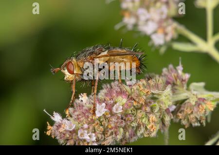 Igelfliege (Tachina fera) auf der Blume der Pferdepfefferminze (Mentha longifolia), Baden-Württemberg, Deutschland Stockfoto