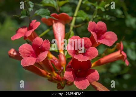 Blumen eines Trompetenkriechers (Campsis), Bayern, Deutschland Stockfoto