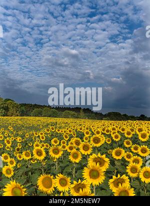 Sonnenblumenfeld (Helianthus annuus) am Morgen, wolkiger Himmel, Franken, Bayern, Deutschland Stockfoto