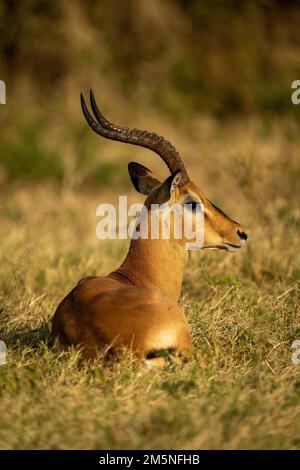 Männliche gewöhnliche Impala liegt im Grasstarren Stockfoto