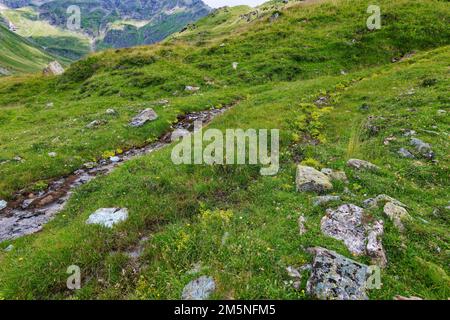 Alpenapollo Lebensraum, Parnassius sacerdos, Alpine Apollo Butterfly Habitat Stockfoto