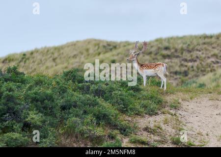 Damhirsch, Dama Dama, Damhirsch Stockfoto
