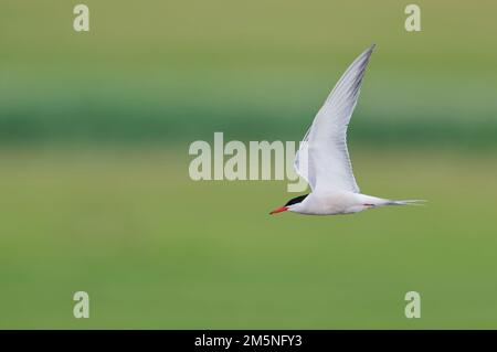 Flussseeschwalbe Sterna Hirundo, Seeschwalbe Stockfoto