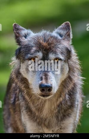 Timberwolf, Canis Lupus LYKAON, Timberwolf Stockfoto