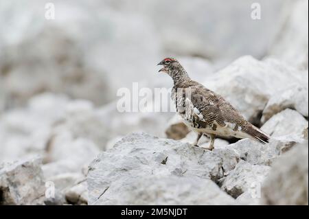 Alpenschneehuhn, Lagopus muta, Rock Ptarmigan Stockfoto