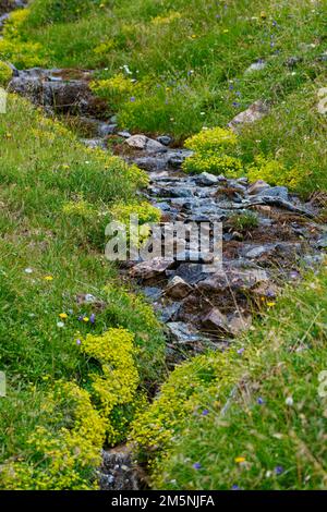 Alpenapollo Lebensraum, Parnassius sacerdos, Alpine Apollo Butterfly Habitat Stockfoto