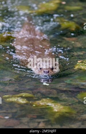 Europäischer Fischotter, Lutra Lutra, Fischotter Stockfoto